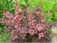 Барбарис Тунберга 