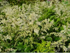 Астильба гибридная 