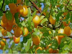 Алыча Алыча