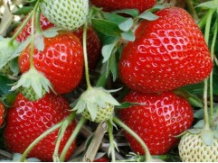 Земляника крупноплодная Земляника крупноплодная