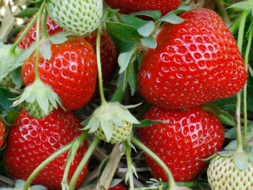 Земляника крупноплодная Земляника крупноплодная