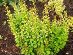 Барбарис Тунберга 