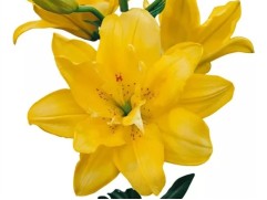 Лилия азиатская махровая 