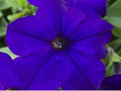 Петуния ампельная 