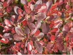 Барбарис Тунберга 