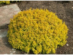 Барбарис Тунберга 