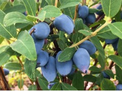 Жимолость камчатская Жимолость камчатская