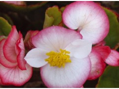 Бегония вечноцветущая 