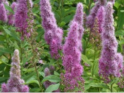 Спирея Билларда (Контейнер 0,5л) Спирея Билларда (Контейнер 0,5л)