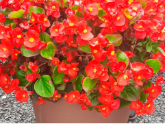 Бегония вечноцветущая 