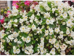 Бегония вечноцветущая 