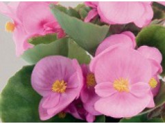 Бегония вечноцветущая 