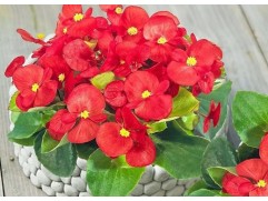 Бегония вечноцветущая 