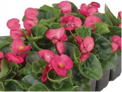 Бегония вечноцветущая 
