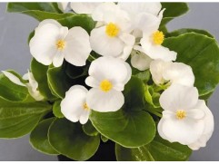 Бегония вечноцветущая 