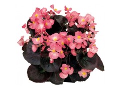 Бегония вечноцветущая 
