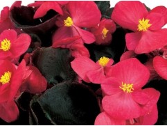 Бегония вечноцветущая 