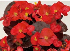 Бегония вечноцветущая 