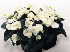 Бегония вечноцветущая 