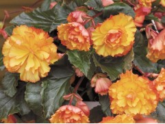 Бегония клуб. ампельная 