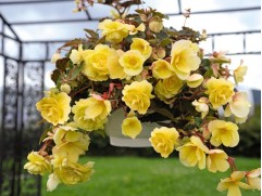 Бегония клуб. ампельная 