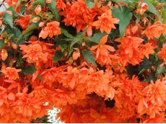 Бегония клуб. ампельная 