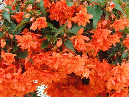 Бегония клуб. ампельная Бегония клуб. ампельная