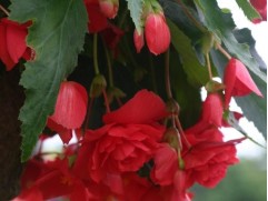 Бегония клуб. ампельная Бегония клуб. ампельная