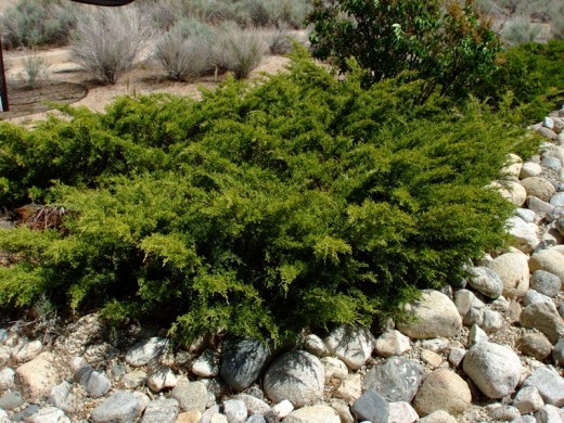 Можжевельник казацкий Можжевельник казацкий