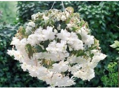 Бегония клуб. ампельная 