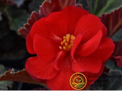 Бегония клубневая 