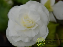 Бегония клубневая 