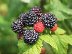 Малина черноплодная 