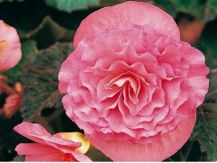 Бегония клубневая 