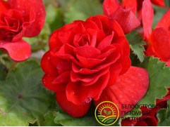 Бегония клубневая 