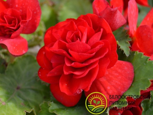 Бегония клубневая Бегония клубневая