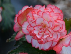 Бегония клубневая 