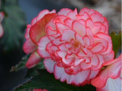 Бегония клубневая Бегония клубневая