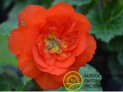 Бегония клубневая 