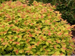 Спирея японская 