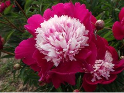 Пион молочноцветковый 