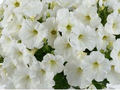 Петуния ампельная 