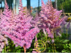 Астильба китайская 