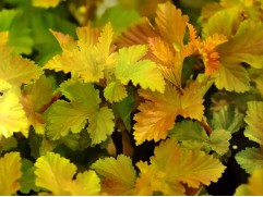 Пузыреплодник калинолистный Пузыреплодник калинолистный