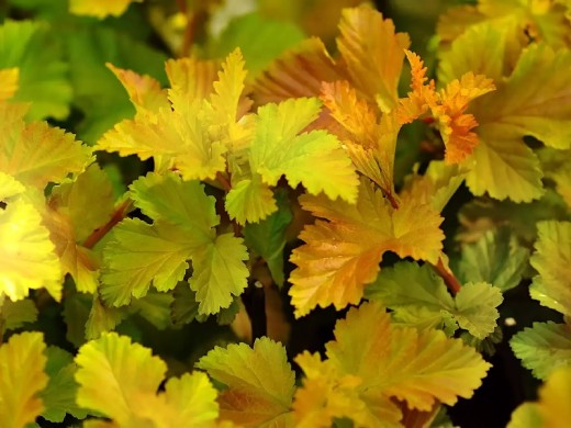 Пузыреплодник калинолистный Пузыреплодник калинолистный