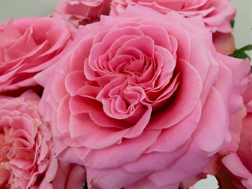 Роза чайно-гибридная Роза чайно-гибридная