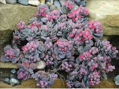 Очиток гибридный Очиток гибридный