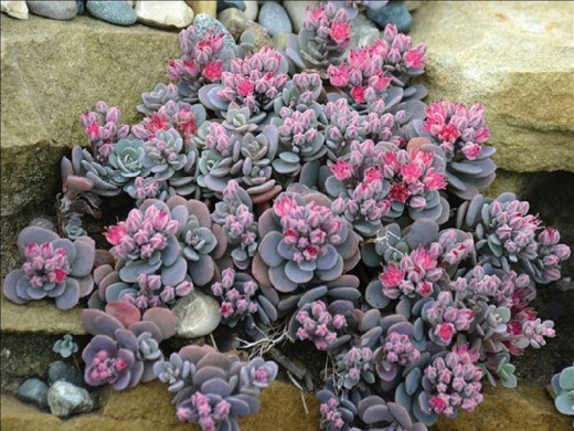 Очиток гибридный Очиток гибридный