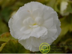 Бегония клубневая 