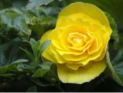 Бегония клубневая 